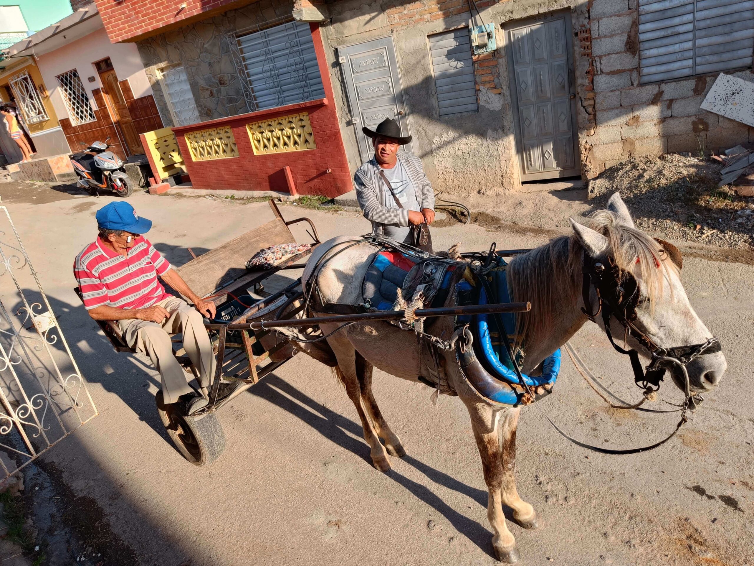 Hente briller med hest og kjerre